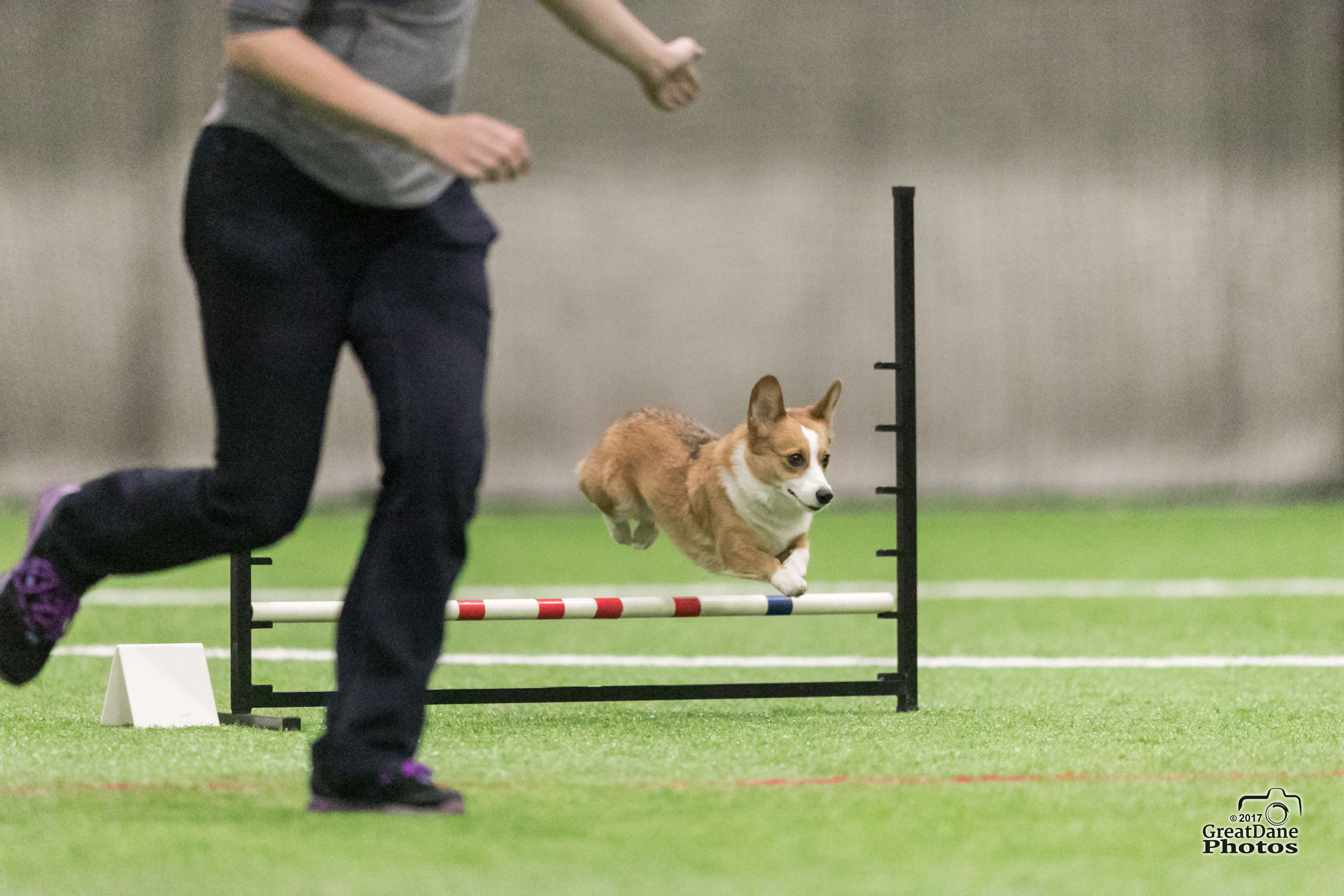 AKC Competitor : A Mobile App Strategy For The Dog World